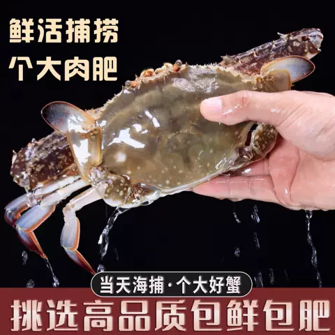 【保鲜不保活】舟山螃蟹活梭子蟹大白蟹海鲜水产新鲜野生公蟹飞蟹 图片 2