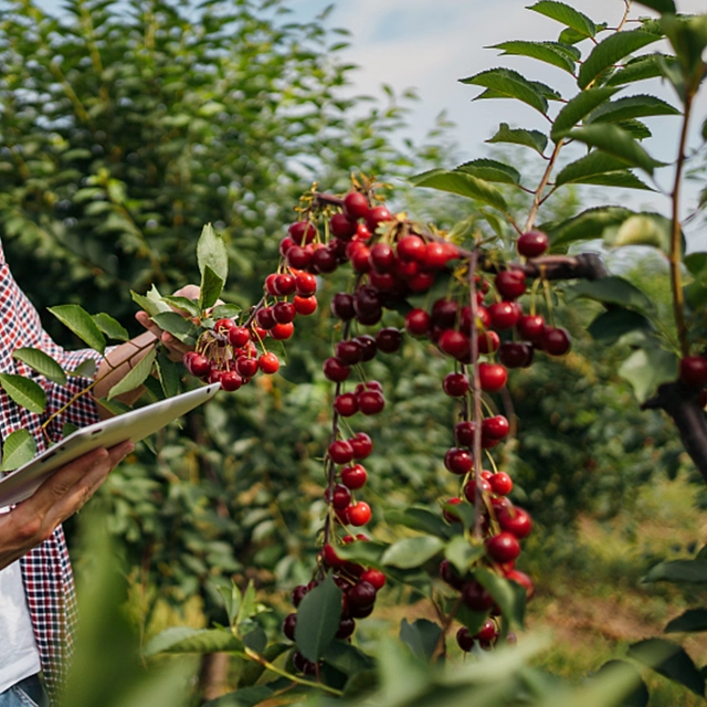 四川车厘子树苗正宗樱桃树果苗南方种植北方大樱桃苗果树果苗大全,淘宝优惠券,粉丝福利购,淘宝优惠卷