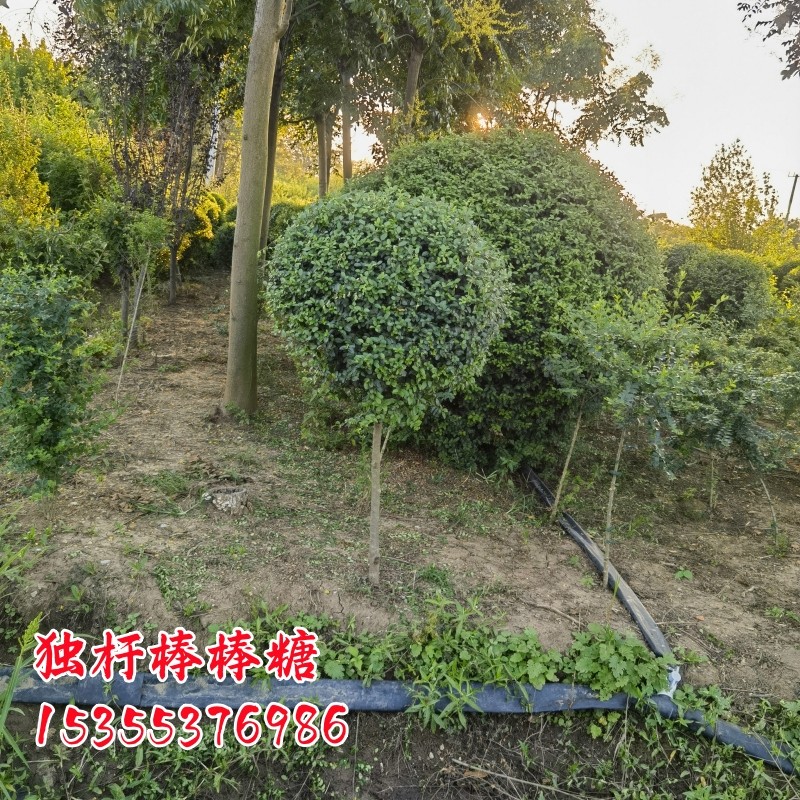 小叶女贞树苗球形造型别墅庭院绿篱绿化工程苗四季常青冬青盆景,淘宝优惠券,粉丝福利购,淘宝优惠卷