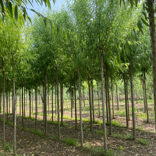 垂柳柳树树苗黄金柳青柳竹柳树苗公园绿化行道树风景树苗柳树小苗 - 图1
