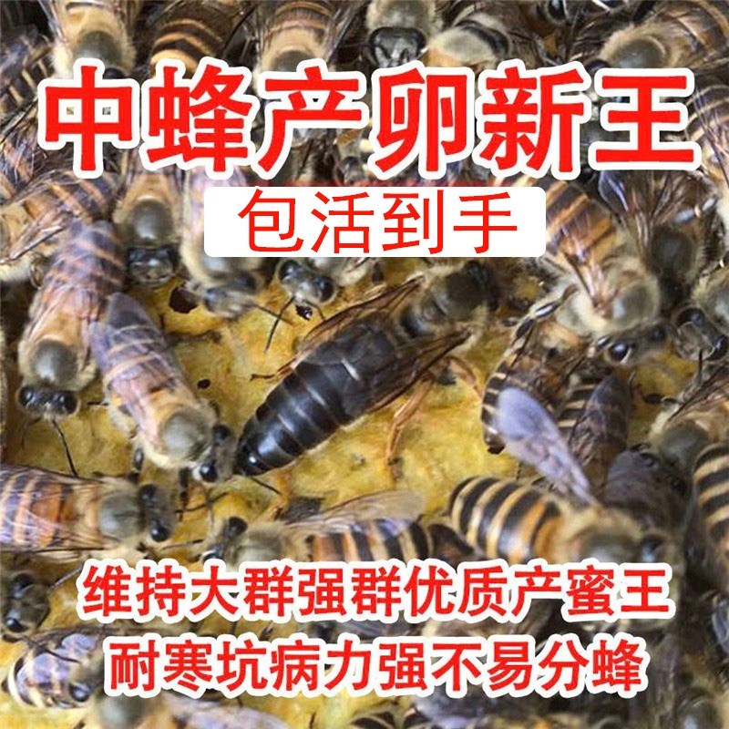中蜂蜂王种王纯种高产优质土蜂交尾新开产卵王阿坝广西处女王蜜蜂 - 图0