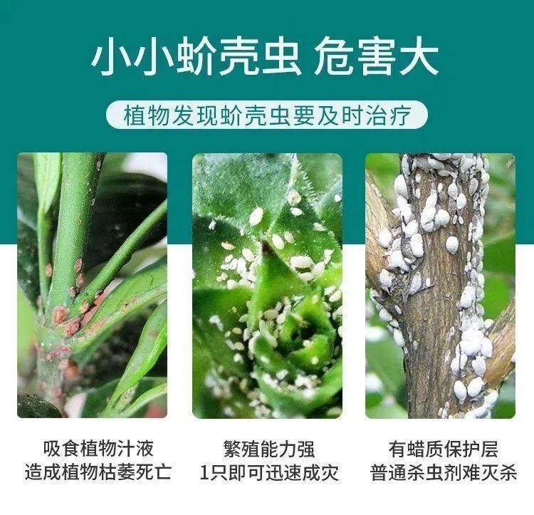 介壳虫杀虫剂多肉药花卉植物幸福树家用蚧壳虫杀虫剂蚧壳虫,淘宝优惠券,粉丝福利购,淘宝优惠卷