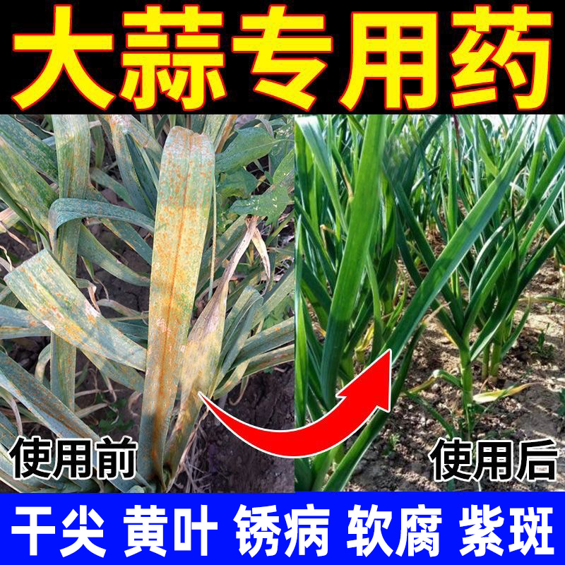 大蒜专用药干尖黄叶大蒜杀菌剂大蒜根腐病锈病叶枯病紫斑病软腐病 - 图1