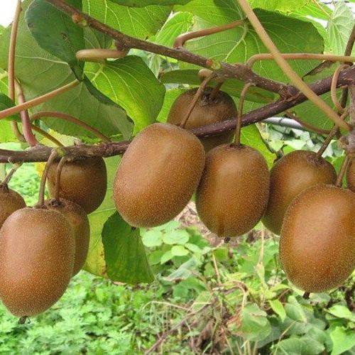 四川红心猕猴桃树苗南方北方种植嫁接水果树盆栽地栽软枣猕猴桃苗,淘宝优惠券,粉丝福利购,淘宝优惠卷