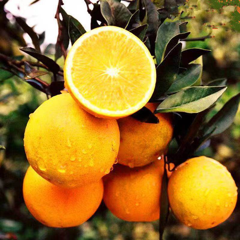 冰糖橙苗嫁接橙子树苗冰糖柑苗盆栽地栽南北方种植果树苗当年结果,淘宝优惠券,粉丝福利购,淘宝优惠卷