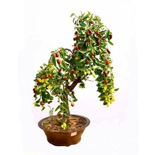 嫁接枣树苗特大沾化冬枣当年结果南北方种植盆栽地栽大青枣果树苗 - 图3