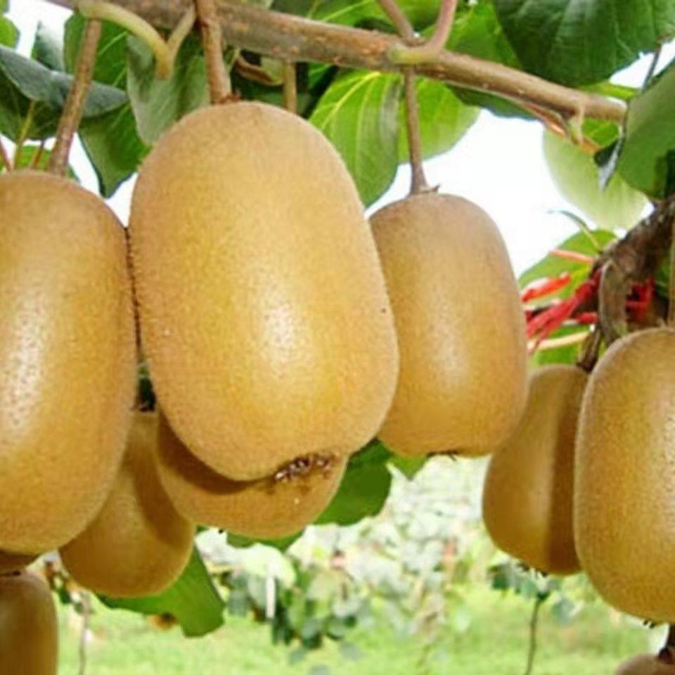 四川红心猕猴桃树苗南方北方种植嫁接水果树盆栽地栽软枣猕猴桃苗,淘宝优惠券,粉丝福利购,淘宝优惠卷