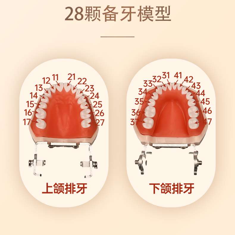 牙齿模型口腔牙科模具医生练习考试树脂缝可拆卸离体标准假备牙-图2