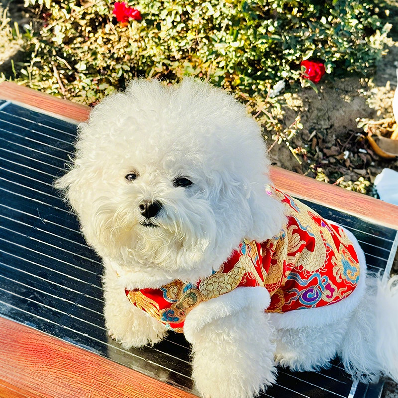 新年穿新衣丨小狗狗新年衣服冬季唐装宠物比熊猫咪马甲喜庆拜年服,淘宝优惠券,粉丝福利购,淘宝优惠卷