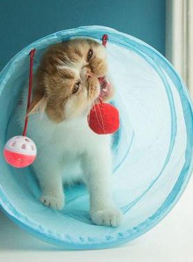 Cat Tunnel Toy Funny Pet 2 Holes Play Tubes Balls Collapsibl