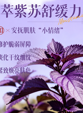 紫苏睡眠面膜免洗抗皱补水舒缓