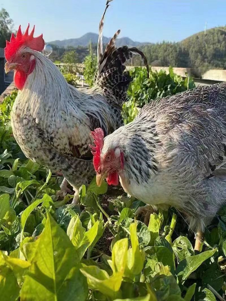 散养一斤白芦花鸡苗白芦花鸡活苗彩凤鸡苗鹊山鸡活苗稻花鸡活苗 - 图3