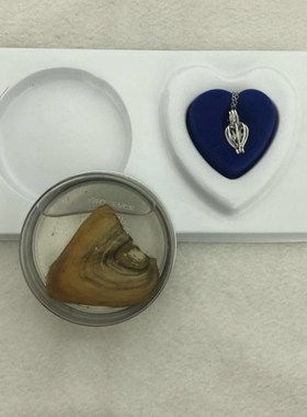 速发贝壳开蚌珍珠活蚌自己开易拉罐河蚌吊坠项链礼盒淡水情侣