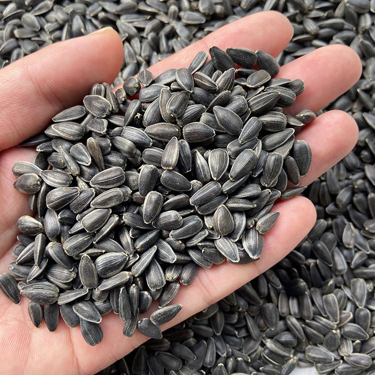 油葵小瓜子鸟零食鸟粮饲料鸟食鹦鹉玄凤牡丹虎皮饲料鸽粮训练奖励,淘宝优惠券,粉丝福利购,淘宝优惠卷