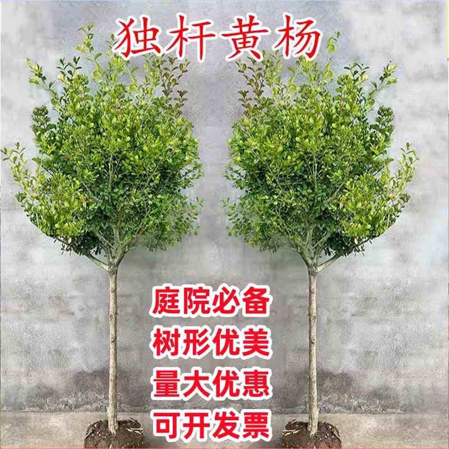 独杆黄杨树苗瓜子黄杨苗绿篱庭院别墅绿化苗耐寒黄杨球型四季常青,淘宝优惠券,粉丝福利购,淘宝优惠卷