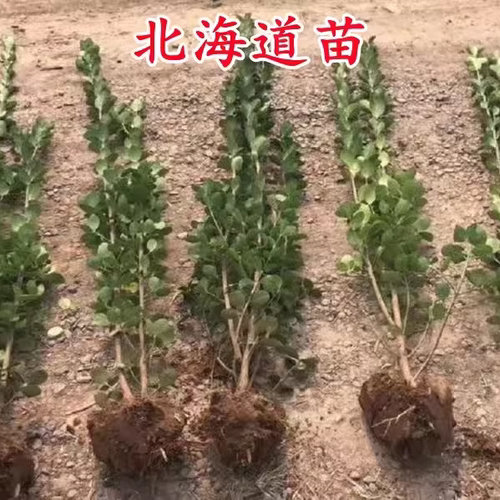 篱笆苗法国冬青树苗直立苗四季常青珊瑚苗庭院绿化苗北海道黄杨苗 - 图0