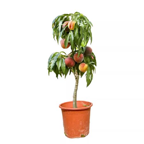 桃树果嫁接黄桃树苗冬桃油桃果树苗南北方庭院种植当年结果 - 图3