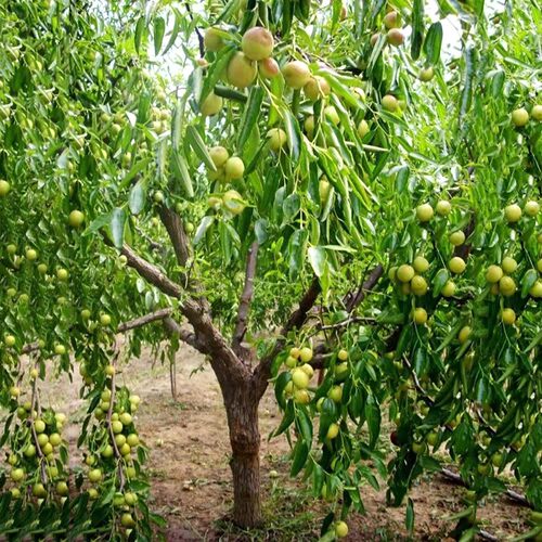 枣树活苗特红枣树树苗地栽盆沾化冬枣树苗栽庭院南北方种植果树苗 - 图0