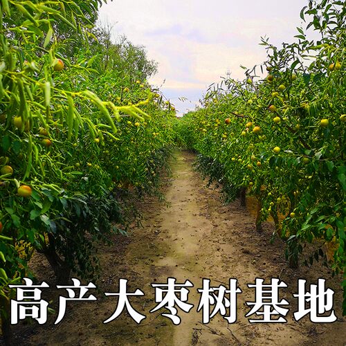 枣树活苗特红枣树树苗地栽盆沾化冬枣树苗栽庭院南北方种植果树苗 - 图2