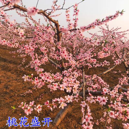 桃树果嫁接黄桃树苗冬桃油桃果树苗南北方庭院种植当年结果 - 图0