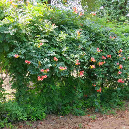 美国凌霄花苗爬藤植物耐寒庭院凌霄花树苗攀援凌霄树苗藤本凌霄苗 - 图2