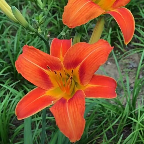 大花萱草忘忧草金娃娃萱草耐寒宿根花卉绿化地被庭院阳台盆栽花卉 - 图2