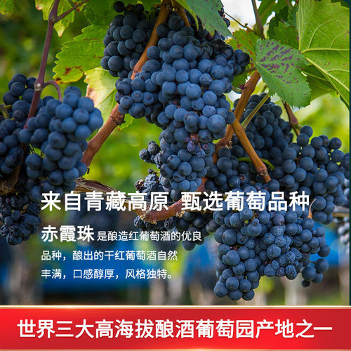 康定红甘孜州特产高原洞藏赤霞珠干红葡萄酒13度酒庄直供官方正品 - 图1