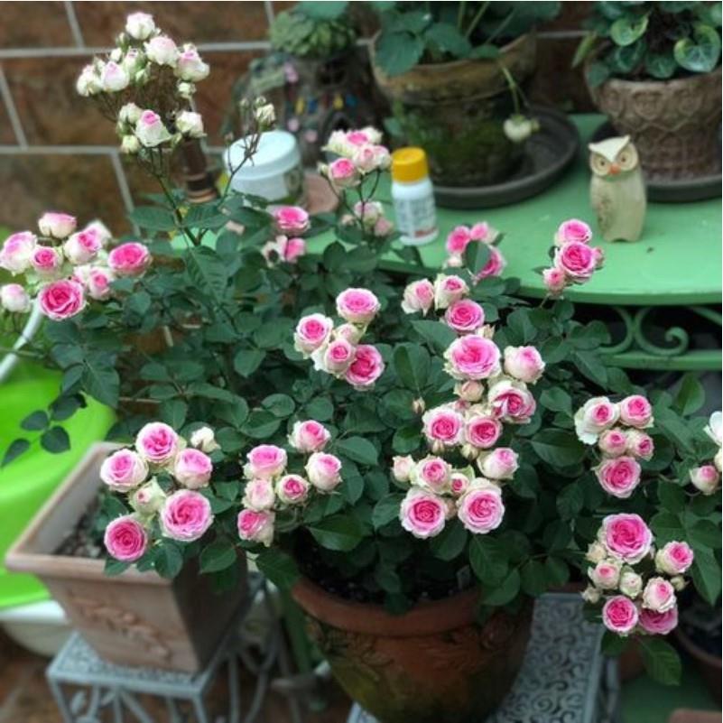 四季灌小月季花伊甸园苗粉色多头丰花月季阳台花园绿植