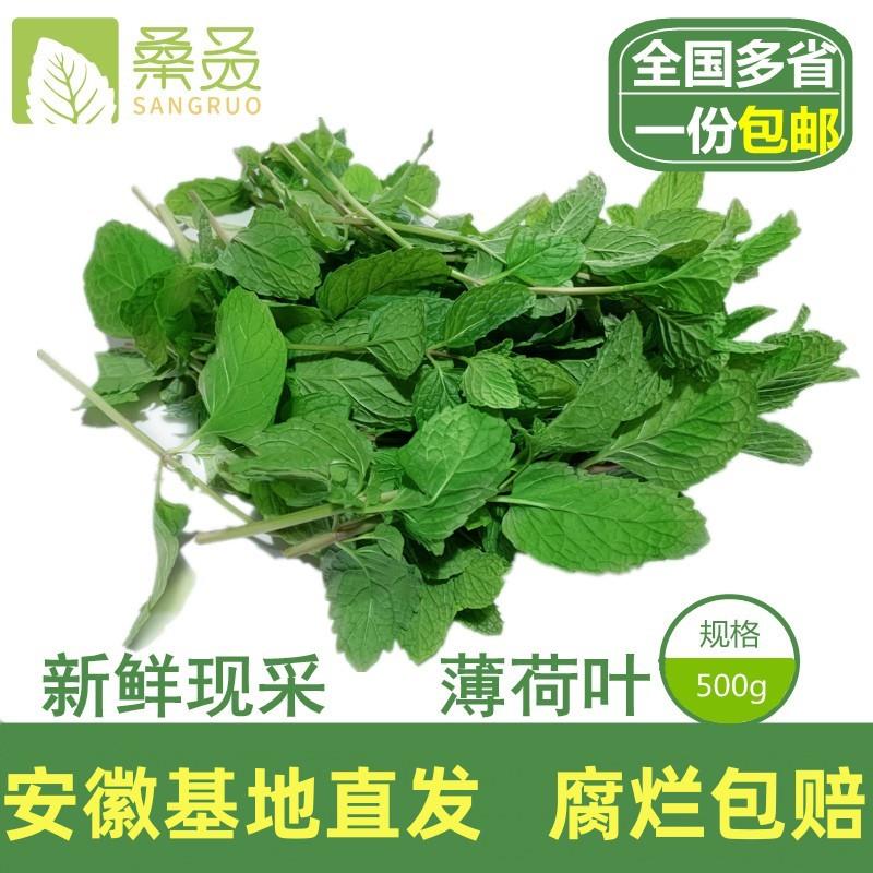 【桑叒】新鲜薄荷叶食用 鱼香食香菜 薄荷调酒新鲜薄荷留兰香大叶 - 图0