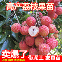 Lychee Tree Astatic Nuclear-free Gui Fruity Fruit Tree Potted Princess Chuckle Graft Fruit Sapling Seasons Can Be Planted