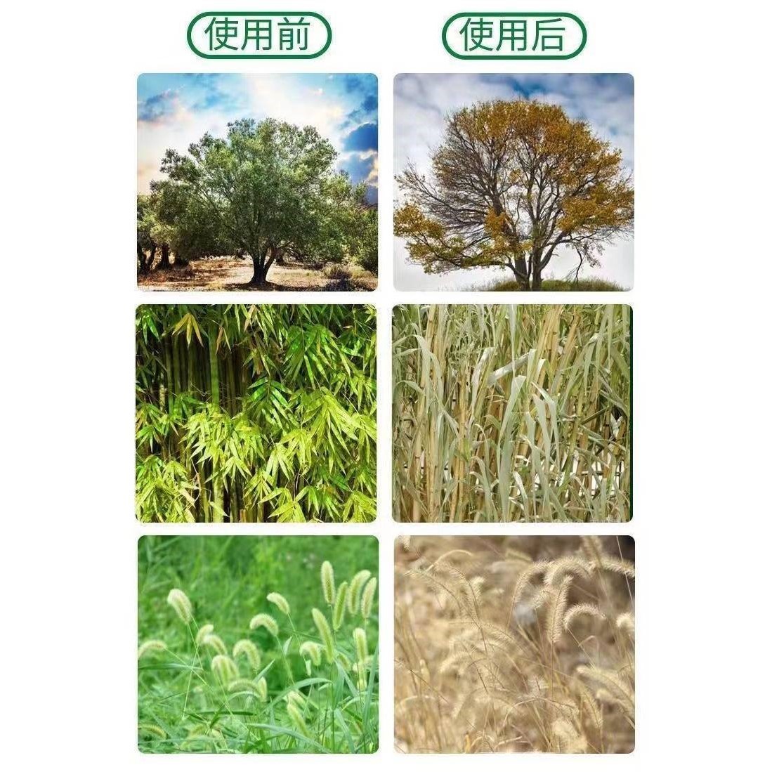 除树烂根粉杂竹草灌木灭根烂根四季通用 - 图0