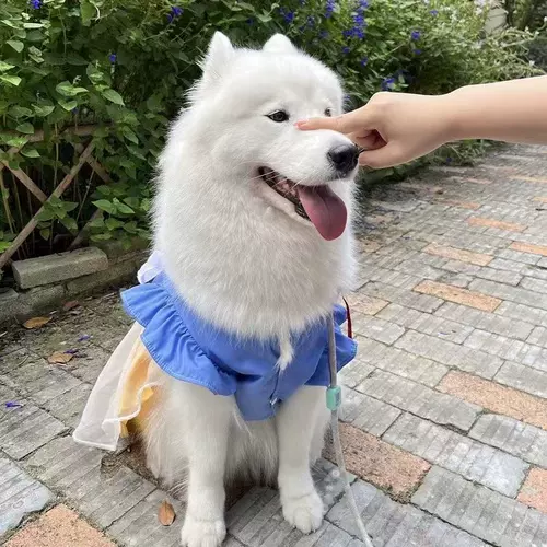Весенне-летняя принцесса для собак больших и средних размеров, сетчатая юбка с ремешком для домашних животных, одежда для собак и кошек, нелиняющая одежда самоедов
