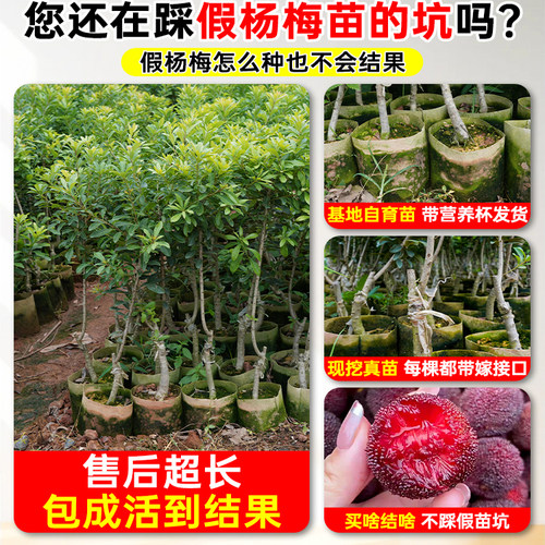 正宗嫁接杨梅树苗仙居东魁黑炭杨梅苗早熟杨梅苗带土南方北方种植 - 图0