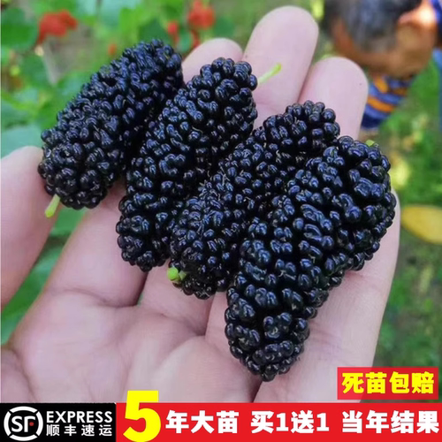 桑葚树苗无籽大十台湾长果果桑苗桑椹苗桑葚苗地栽盆栽占地果树苗 - 图0