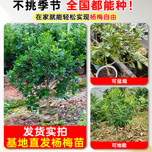 正宗嫁接杨梅树苗仙居东魁黑炭杨梅苗早熟杨梅苗带土南方北方种植 - 图1