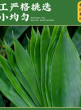 分装瓶收纳罐新鲜粽叶粽子叶天然大号新箬竹叶现摘端午节家用麻竹