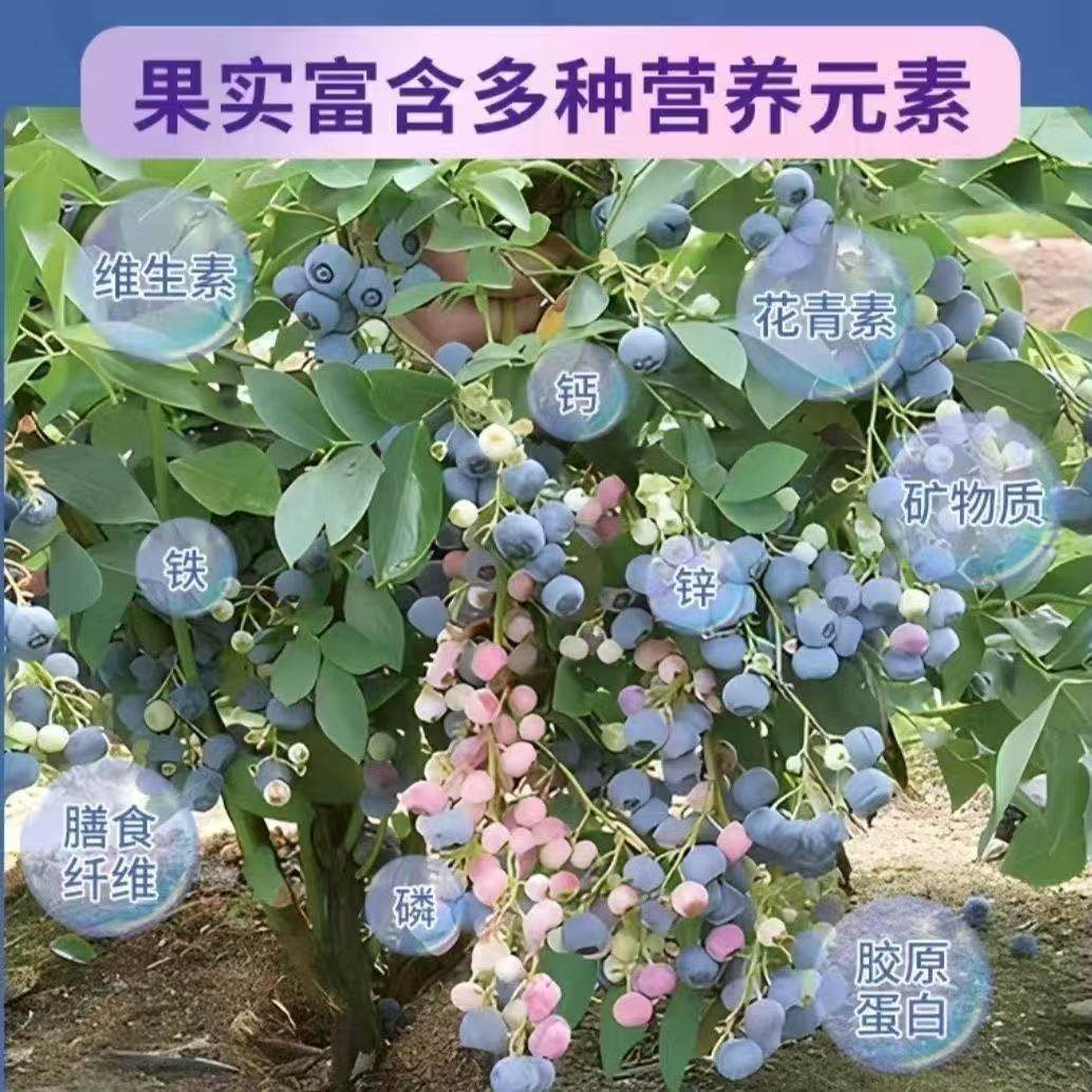 蓝莓苗带花带果大果盆栽地栽果树苗南方北方种植阳台庭院当年结果,淘宝优惠券,粉丝福利购,淘宝优惠卷