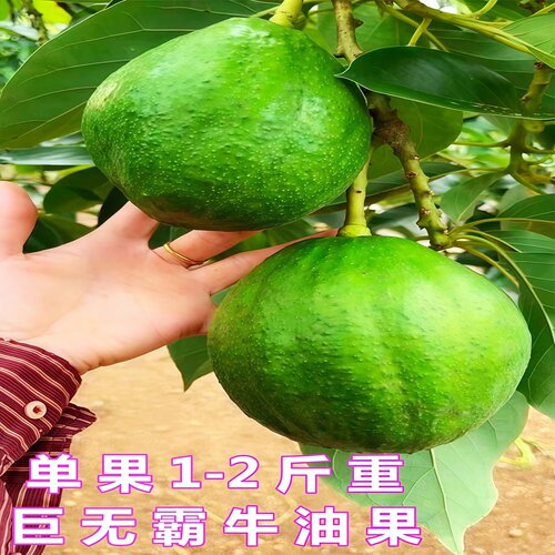 牛油果苗当年结果牛油嫁接苗南北方庭院种植盆栽地栽哈斯牛油果苗 - 图1
