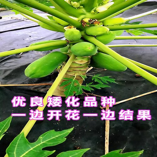 水果木瓜苗矮化冰糖红心木瓜苗四季庭院盆地裁当年结果青木瓜树苗 - 图1