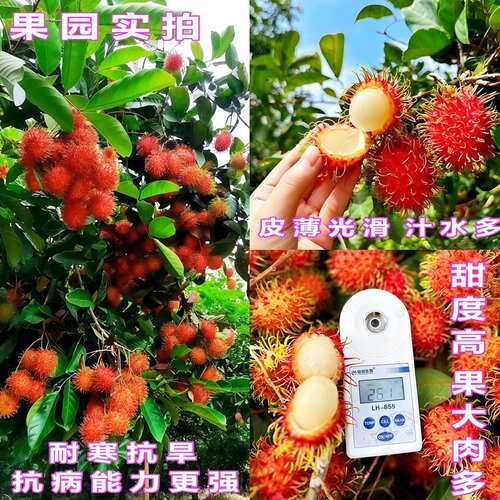 红毛丹树苗嫁接双季海南保亭七号红毛丹树苗南方盆栽地栽当年结果 - 图1