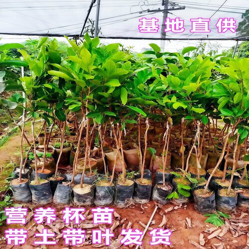 红毛丹树苗嫁接双季海南保亭七号红毛丹树苗南方盆栽地栽当年结果 - 图3