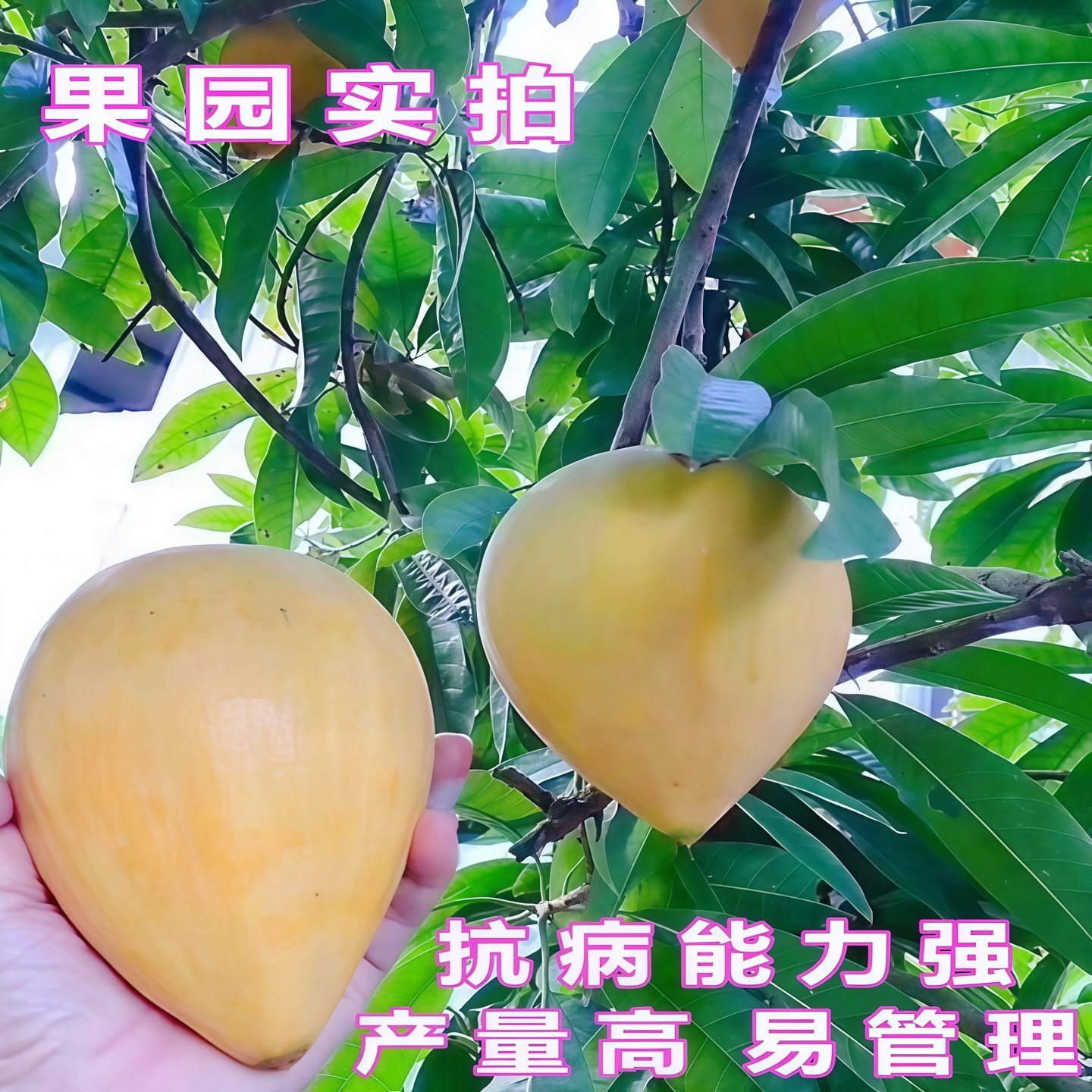 特大耀堂仙桃苗嫁接木瓜仙桃鸡蛋果苗南方盆栽地四季结果蛋黄果苗,淘宝优惠券,粉丝福利购,淘宝优惠卷