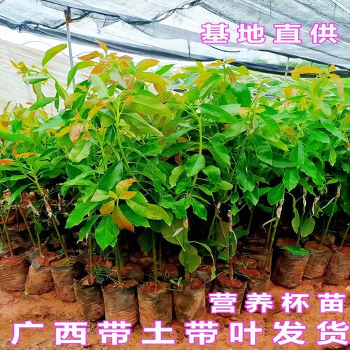 牛油果苗当年结果牛油嫁接苗南北方庭院种植盆栽地栽哈斯牛油果苗 - 图3