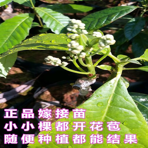 牛油果苗当年结果牛油嫁接苗南北方庭院种植盆栽地栽哈斯牛油果苗 - 图2