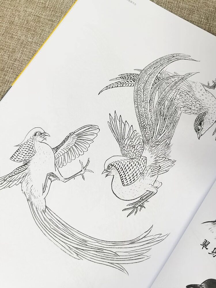 中国画实用技法 禽鸟线描写生工笔花鸟画禽鸟线描白描写生附教学视频200例临摹画稿30种禽鸟手绘分解描摹稿国画初学者基础入门教材