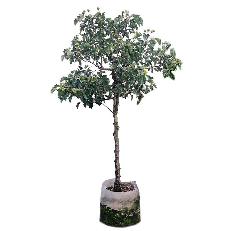 特大山楂树果苗活苗大金星大五棱盆栽南北方种植甜红子山楂苗庭院,淘宝优惠券,粉丝福利购,淘宝优惠卷