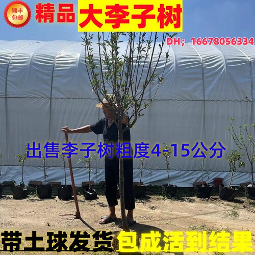 嫁接蜂糖李树苗脆甜脱骨李西梅果树盆栽地栽庭院四季种植李子 - 图1