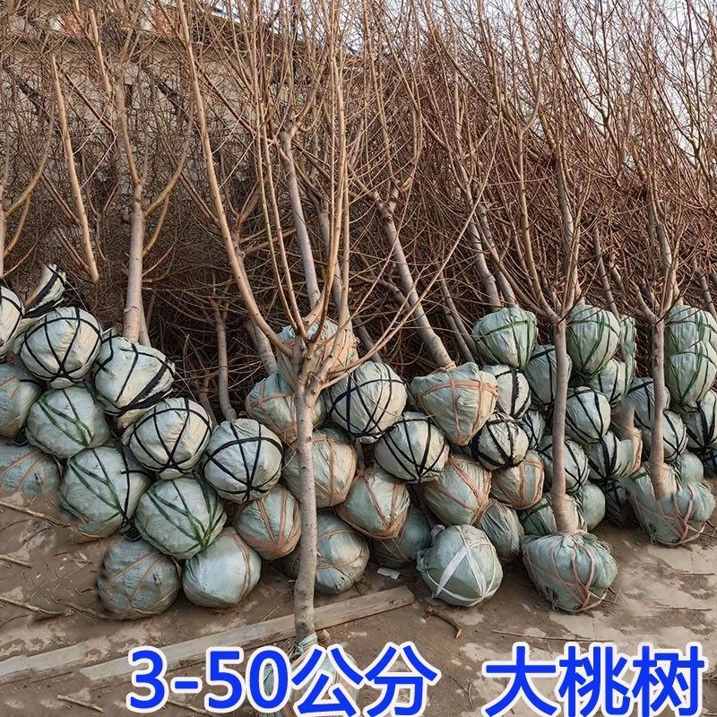 特大桃树果苗带土嫁接水蜜桃冬桃黄油桃盆栽地栽南北方种耐寒果树,淘宝优惠券,粉丝福利购,淘宝优惠卷