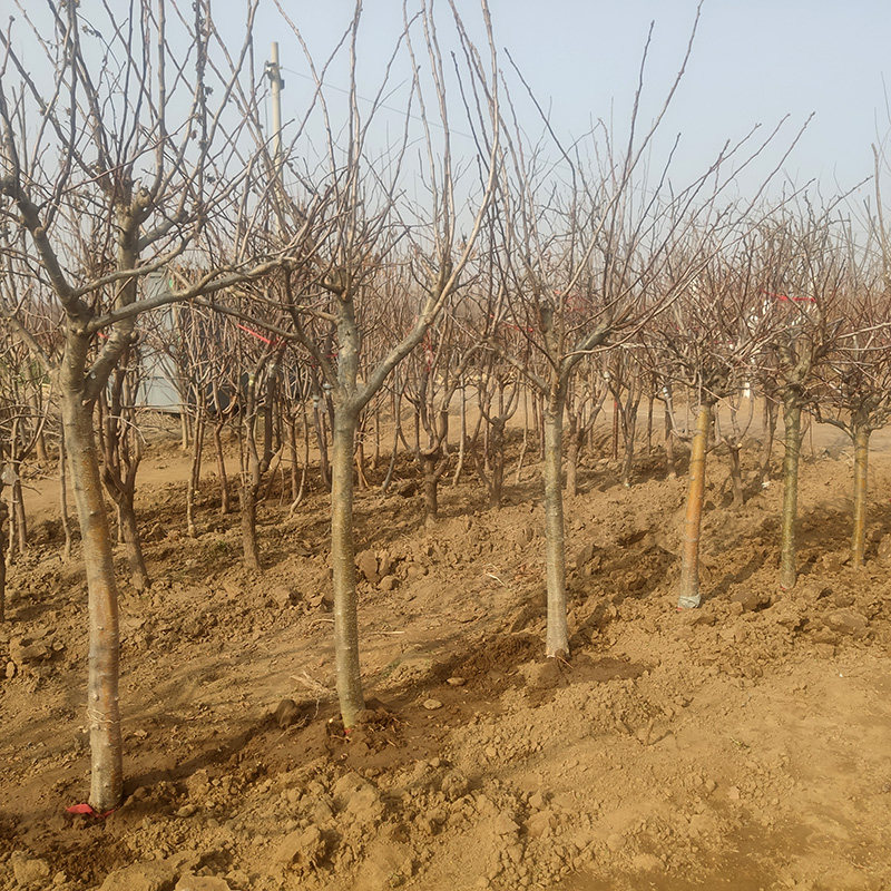 特大山楂树果苗活苗大金星大五棱盆栽南北方种植甜红子山楂苗庭院,淘宝优惠券,粉丝福利购,淘宝优惠卷