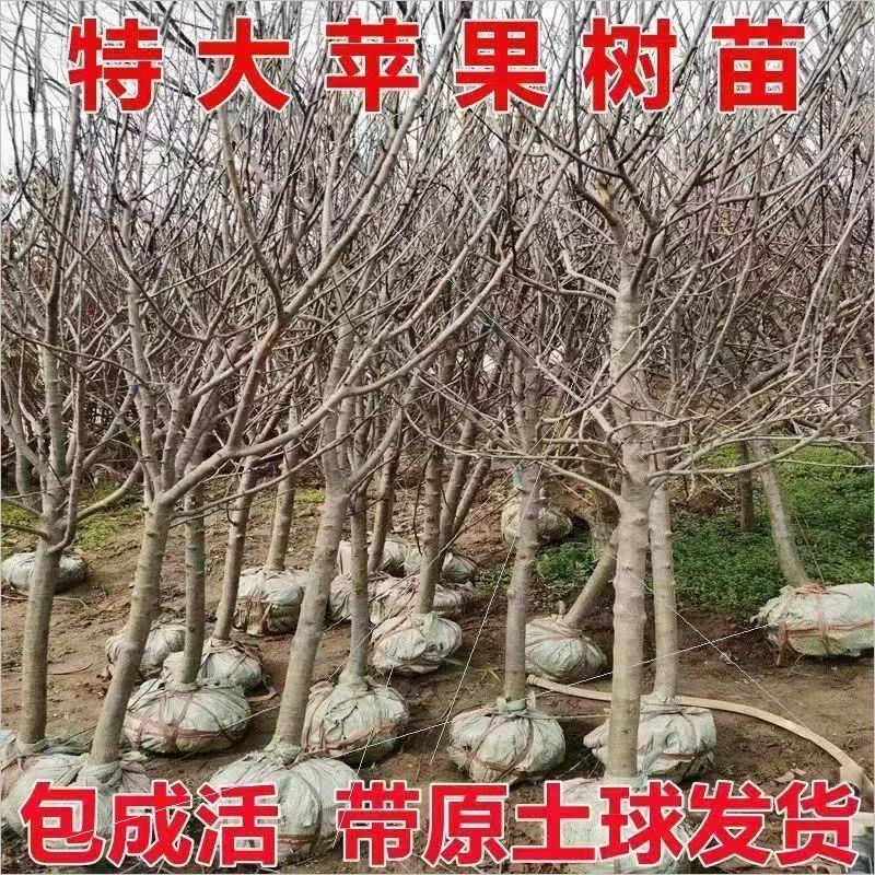 大苹果树 鸡心果树  嫁接特大苹果树 南北方庭院 街道 带原土球发 - 图1